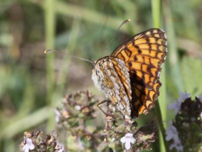 Mélitée des Centaurées (La), Grand Damier (Le) Melitaea phoebe (Denis & Schiffermüller, 1775)