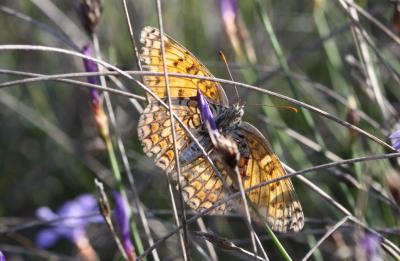 Mélitée des Centaurées (La), Grand Damier (Le) Melitaea phoebe (Denis & Schiffermüller, 1775)
