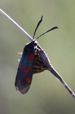 Zygène du Pied-de-Poule (La), Zygène des Lotiers ( Zygaena filipendulae (Linnaeus, 1758)