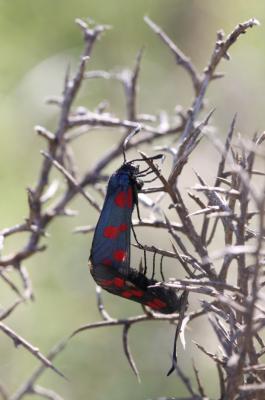Zygène du Pied-de-Poule (La), Zygène des Lotiers ( Zygaena filipendulae (Linnaeus, 1758)