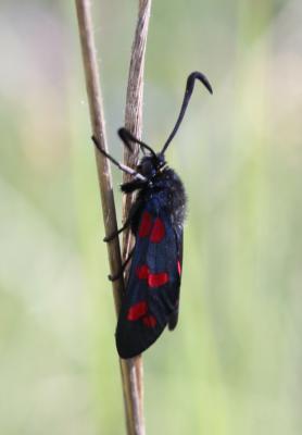 Zygène du Pied-de-Poule (La), Zygène des Lotiers ( Zygaena filipendulae (Linnaeus, 1758)