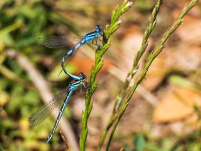 Agrion mignon (L') Coenagrion scitulum (Rambur, 1842)