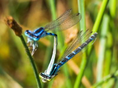 Agrion mignon (L') Coenagrion scitulum (Rambur, 1842)
