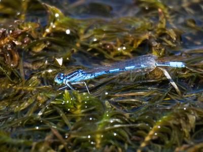 Agrion mignon (L') Coenagrion scitulum (Rambur, 1842)