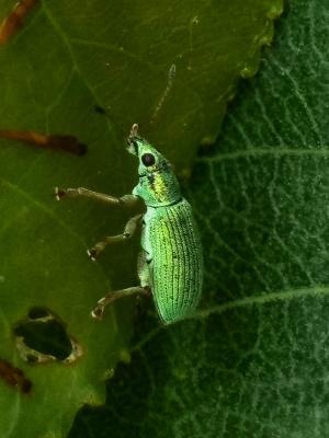 Charançon vert soyeux Polydrusus formosus (Mayer, 1779)