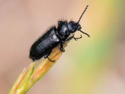 Enicopus pilosus Enicopus pilosus (Scopoli, 1763)