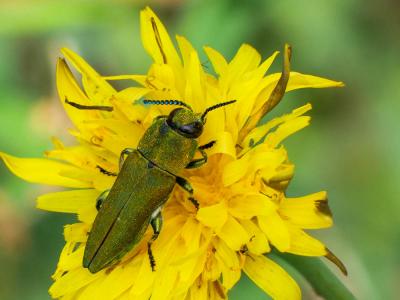 Bupreste hongrois Anthaxia hungarica (Scopoli, 1772)