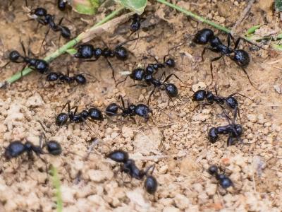 Fourmis Formicidae Latreille, 1809