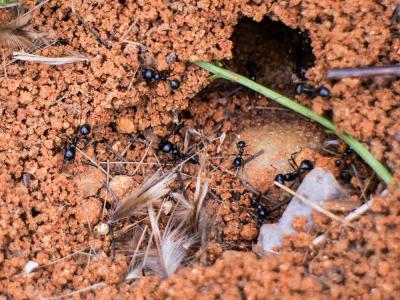 Fourmis Formicidae Latreille, 1809