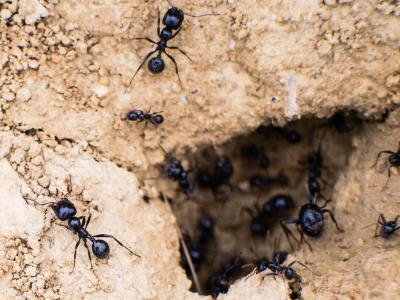 Fourmis Formicidae Latreille, 1809