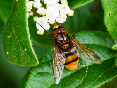  Volucella inanis (Linnaeus, 1758)
