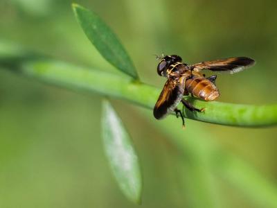  Trichopoda pennipes (Fabricius, 1781)