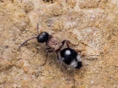  Smicromyrme partita (Klug, 1835)