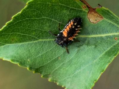 Coccinelle asiatique (la) Harmonia axyridis (Pallas, 1773)
