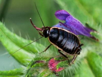  Loboptera decipiens (Germar, 1817)