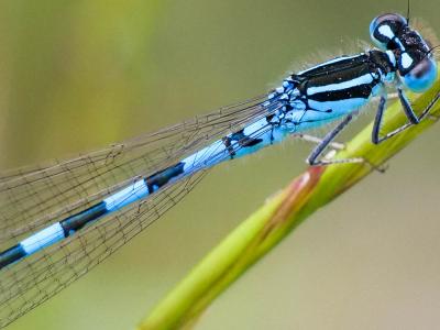 Agrion mignon (L') Coenagrion scitulum (Rambur, 1842)
