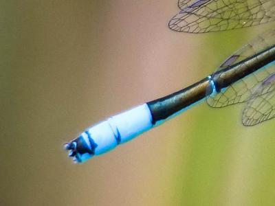Agrion mignon (L') Coenagrion scitulum (Rambur, 1842)