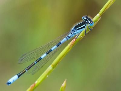 Agrion mignon (L') Coenagrion scitulum (Rambur, 1842)