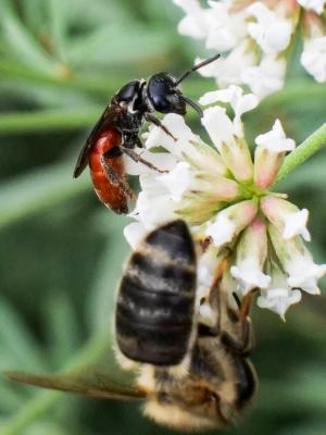  Sphecodes Latreille, 1804