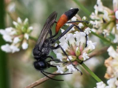  Ammophila sabulosa (Linnaeus, 1758)