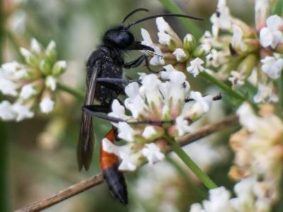  Ammophila sabulosa (Linnaeus, 1758)