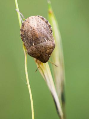  Eurygaster maura (Linnaeus, 1758)