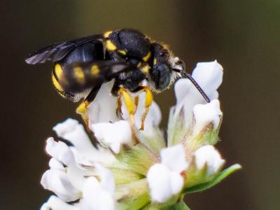  Anthidiellum strigatum (Panzer, 1805)