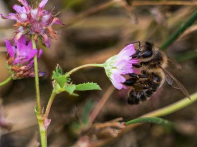Abeille domestique, Abeille européenne, Abeille me Apis mellifera Linnaeus, 1758