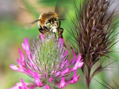 Anthophore agame Anthophora agama Radoszkowski, 1869