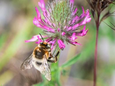 Anthophore agame Anthophora agama Radoszkowski, 1869