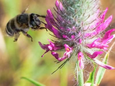 Anthophore agame Anthophora agama Radoszkowski, 1869