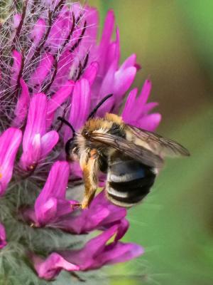 Anthophore agame Anthophora agama Radoszkowski, 1869