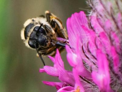 Anthophore agame Anthophora agama Radoszkowski, 1869
