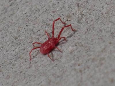  Balaustium murorum (Hermann, 1804)