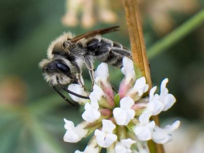  Andrena Fabricius, 1775