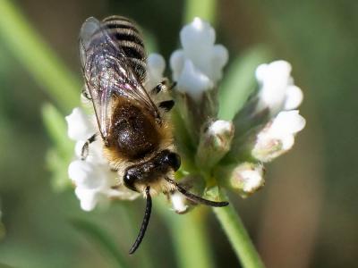  Colletes Latreille, 1802