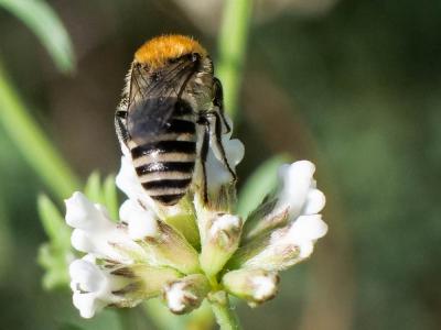  Colletes Latreille, 1802