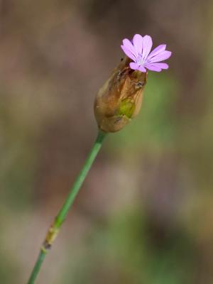 Oeillet prolifère, Petrorhagie prolifère Petrorhagia prolifera (L.) P.W.Ball & Heywood, 1964