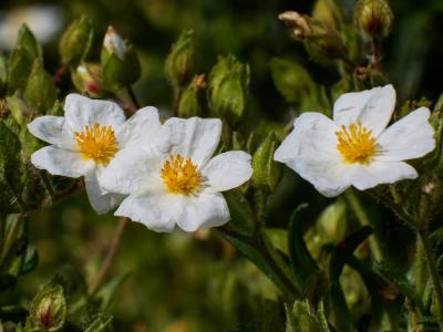 Ciste de Montpellier Cistus monspeliensis L., 1753