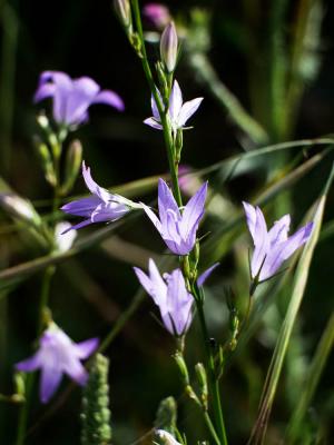 Campanule raiponce Campanula rapunculus L., 1753