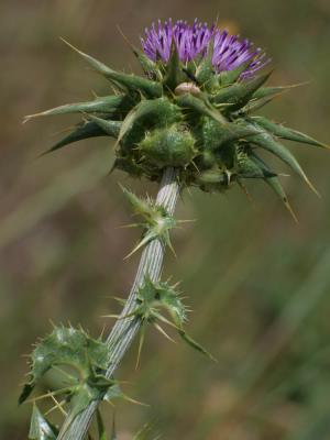 Chardon marie, Chardon marbré Silybum marianum (L.) Gaertn., 1791