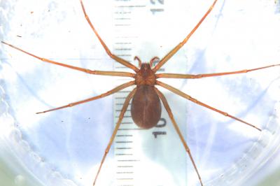  Loxosceles rufescens (Dufour, 1820)
