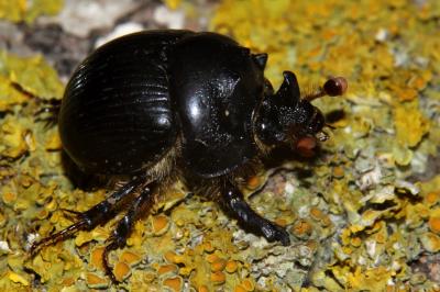  Bolbelasmus gallicus (Mulsant, 1842)