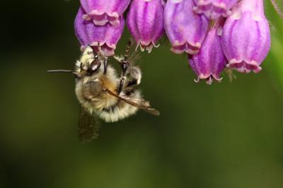 Anthophore commune, Anthophore plumeuse, Anthophor Anthophora plumipes (Pallas, 1772)