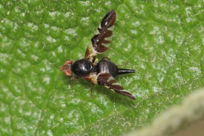  Aciura coryli (Rossi, 1794)