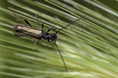  Callimus abdominalis (Olivier, 1795)