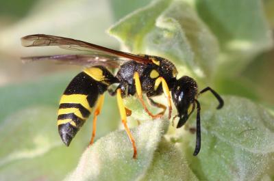  Ancistrocerus parietum (Linnaeus, 1758)