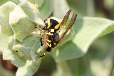  Ancistrocerus parietum (Linnaeus, 1758)