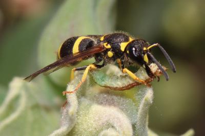 Ancistrocerus parietum (Linnaeus, 1758)