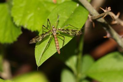  Epiphragma ocellare (Linnaeus, 1760)